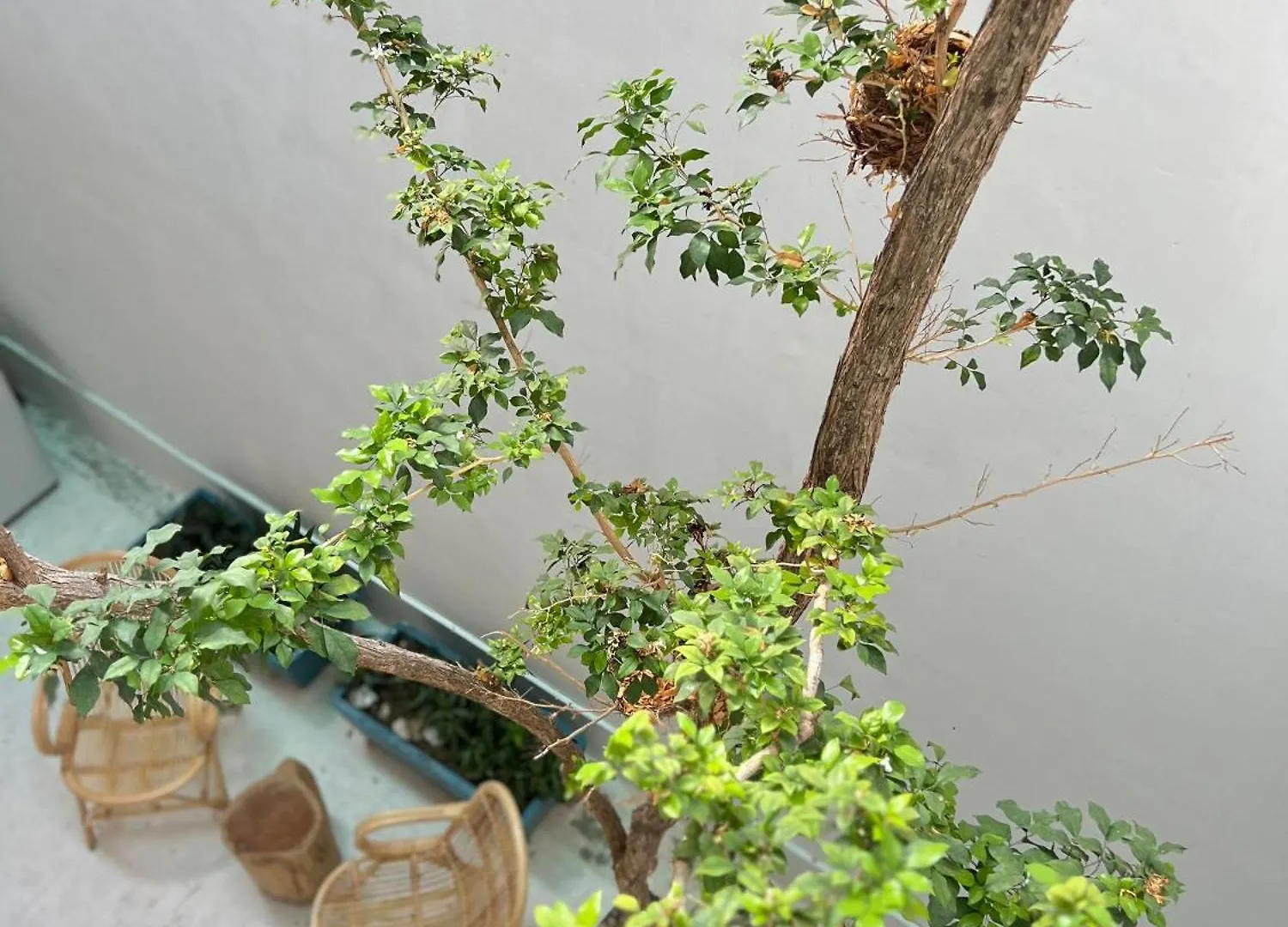 Treehaus 38 Moulmein By Ssl - Pulau Tikus Georgetown